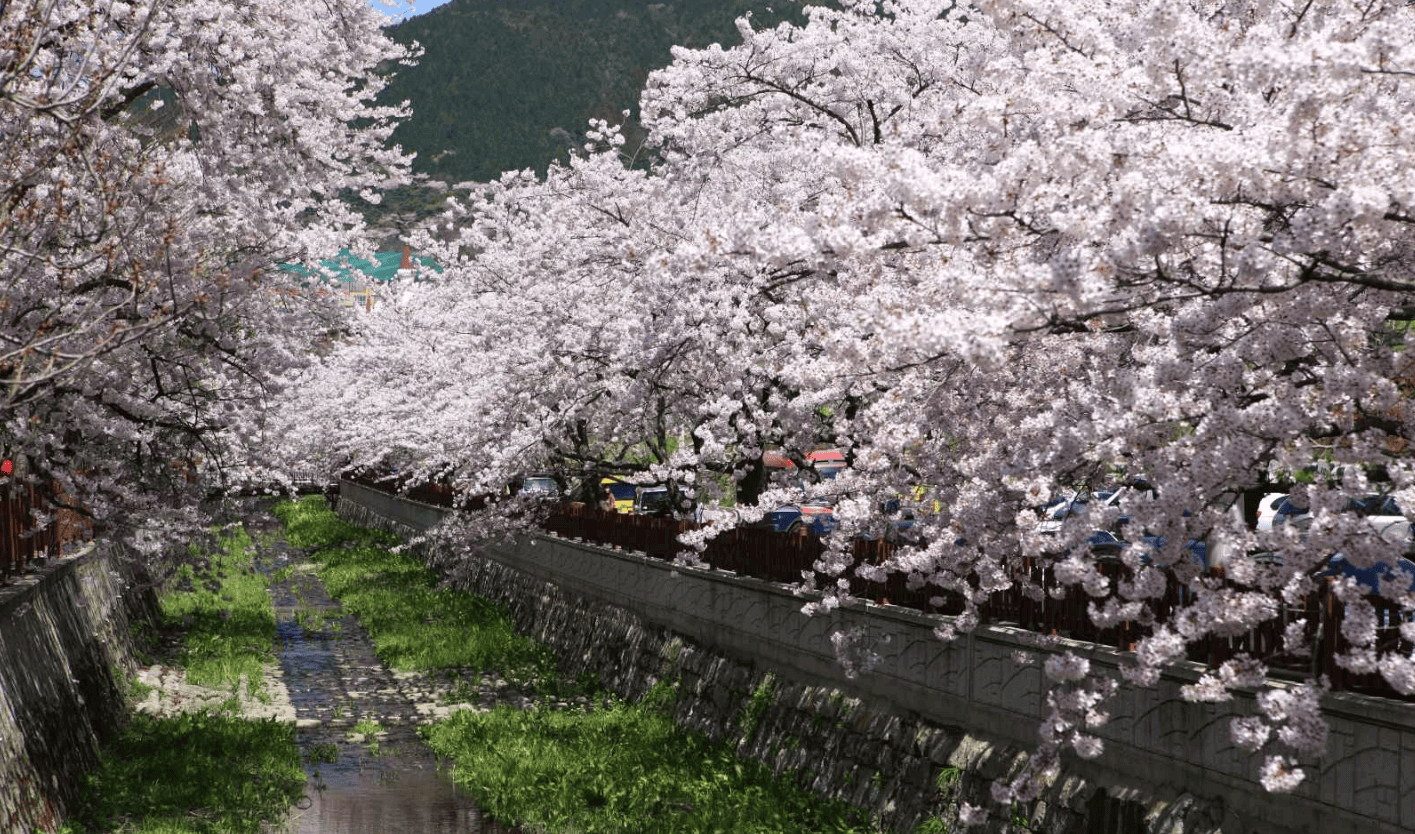 2025년 벚꽃 개화시기