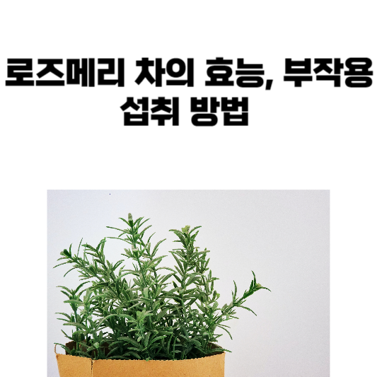 로즈메리차의 효능과 부작용, 섭취 방법