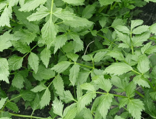 3월 제철음식 쭈꾸미 도다리 봄동 달래 냉이 방풍나물 미나리 가리비 참나물 