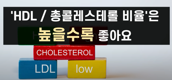 HDL / 총콜레스테롤 비율 <닥터조의 건강이야기 중에서>