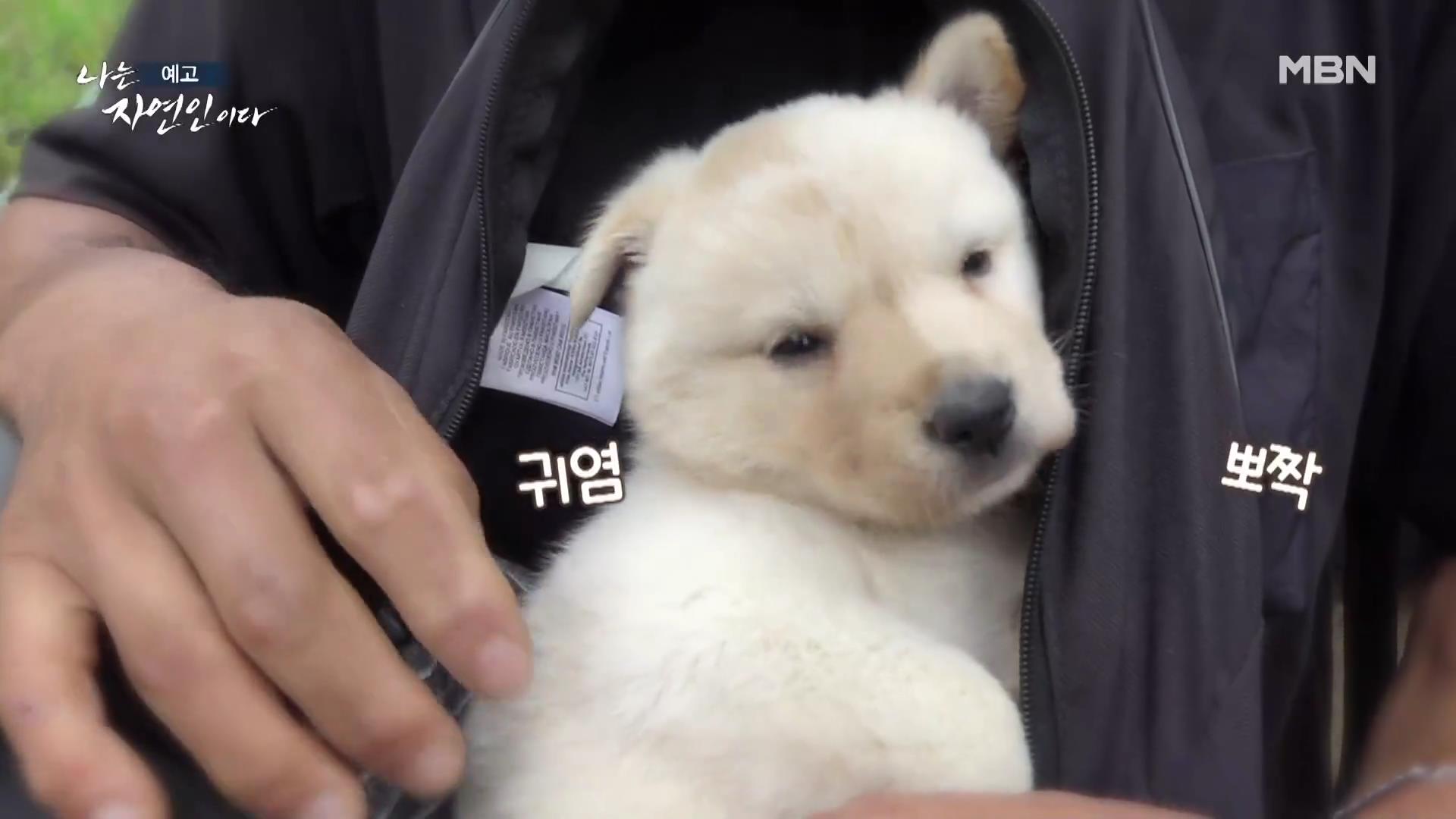 나는 자연인이다 40대 강아지 순이와 산에 살며 캠핑,주꾸미 삼겹살,열무 비빔국수,산나물 튀김 칠전팔기 오프로드 인생 자연인 최명훈 소개 및 윤택 출연 557회 다시보기