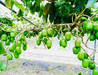 개다래 열매 효능