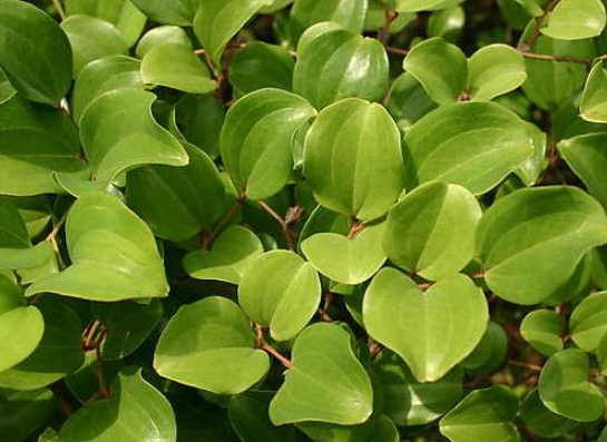 한국의 떡 종류 망개떡-청미래잎