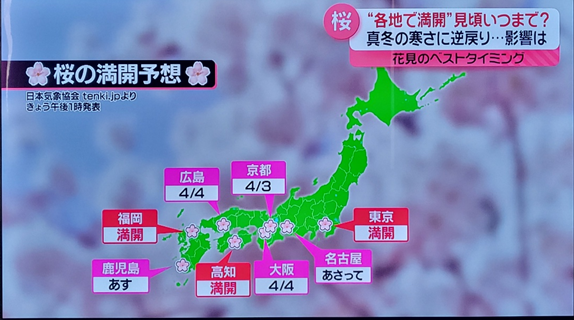 일본 벚꽃 만개 뉴스