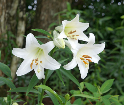 꽃말 예쁜 꽃 안개꽃 꽃말 새로운시작 그리움 꽃선물 모음 30가지