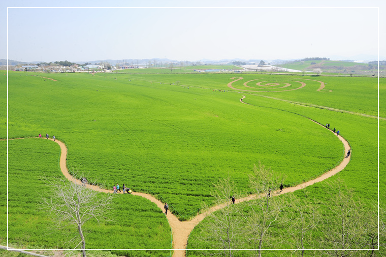 고창 청보리밭-입장료-축제기간