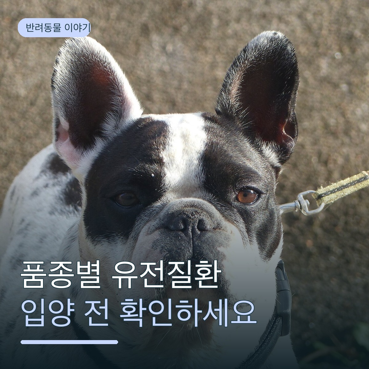 프렌치불도그부터 페르시안까지, 입양 전에 알아야 할 품종별 유전질환은 무엇일까요?