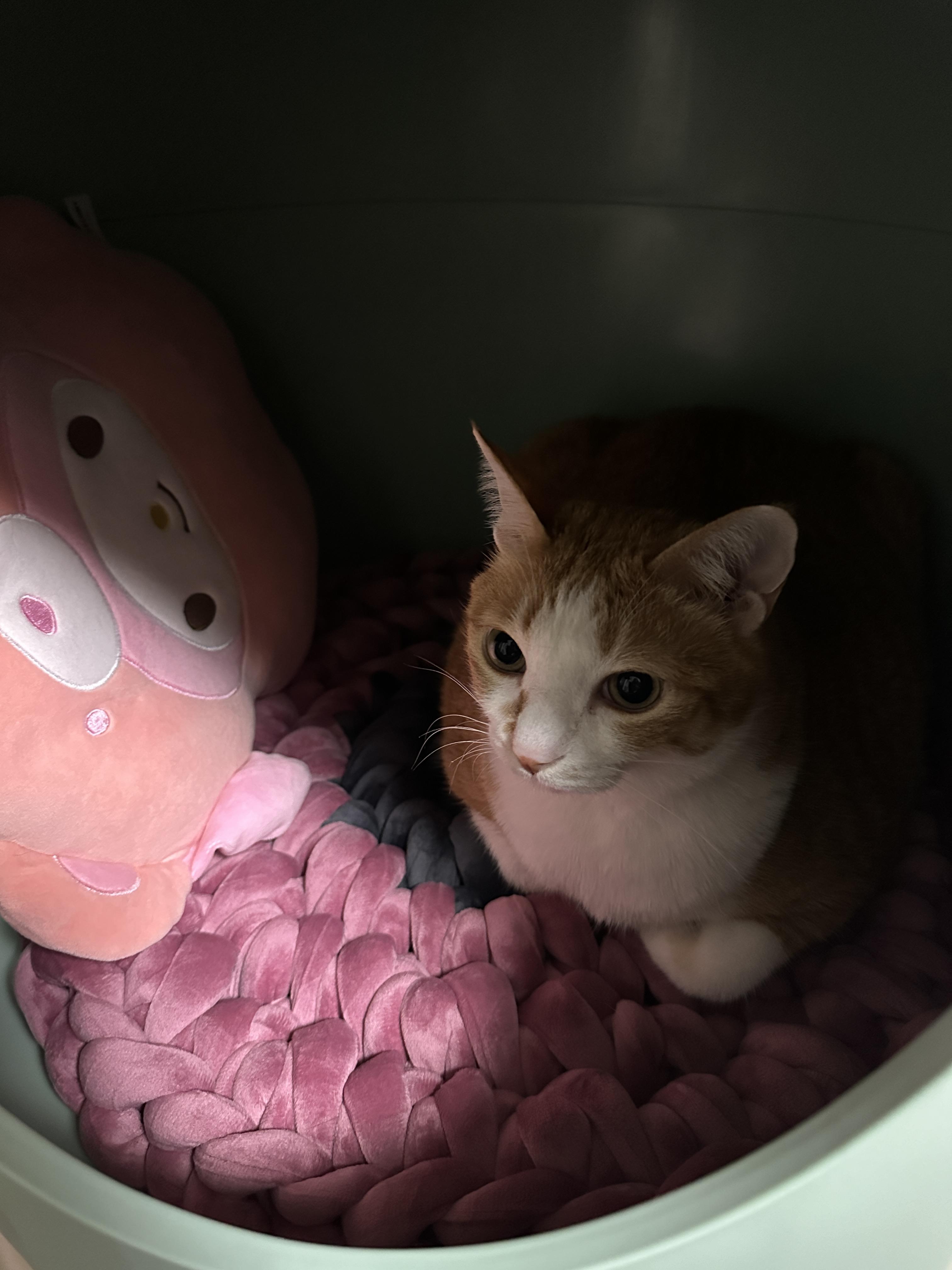 엄마가_만들어준_방석위에_자리_잡은_치즈냥이_호야