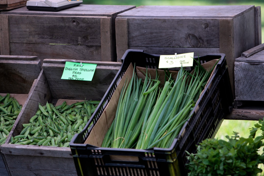 Scallion (또는 Green onion)