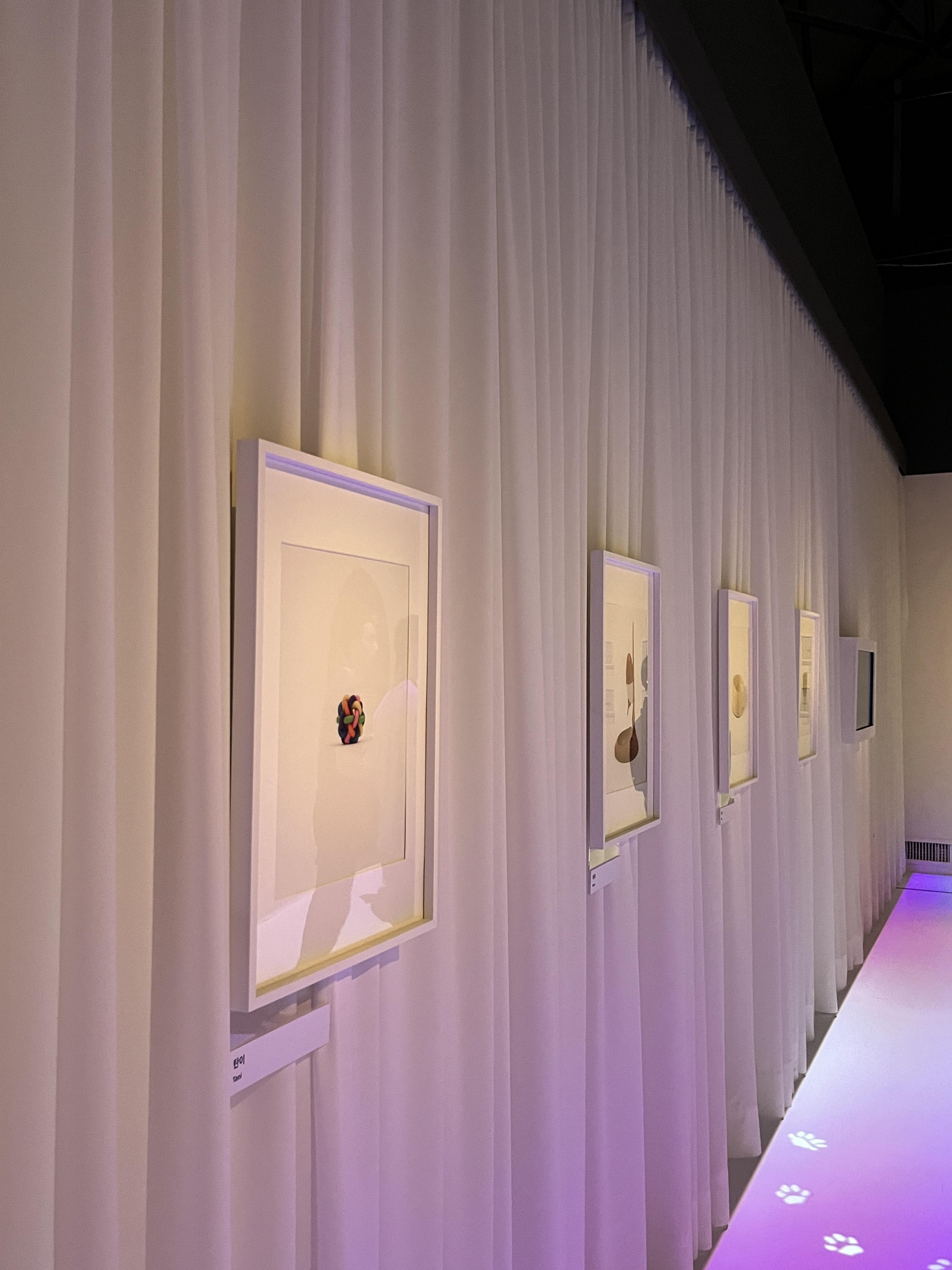 요물 우리를 홀린 고양이