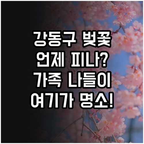 2026년 서울 강동구 벚꽃 피는 시..