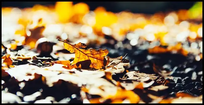 내장산 케이블카 예약방법, 요금, 주차장 정보 (+ 산행코스 )