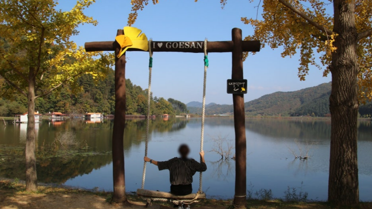 괴산 문광저수지 은행나무길