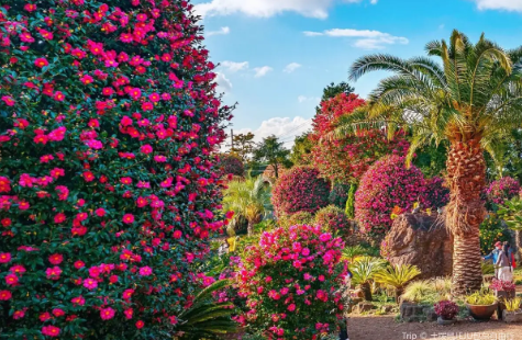 제주도 1월 가볼만한곳: 동백꽃 & 유채꽃 만개 명소 BEST 4 (시기/코스 추천)