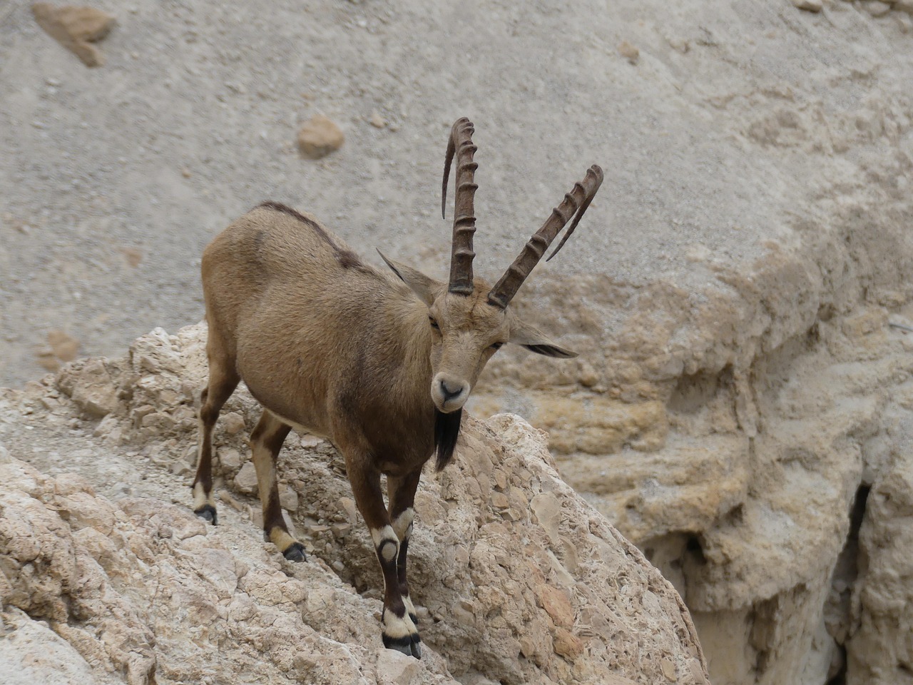 산양, 한국의 마지막 고산 야생동물