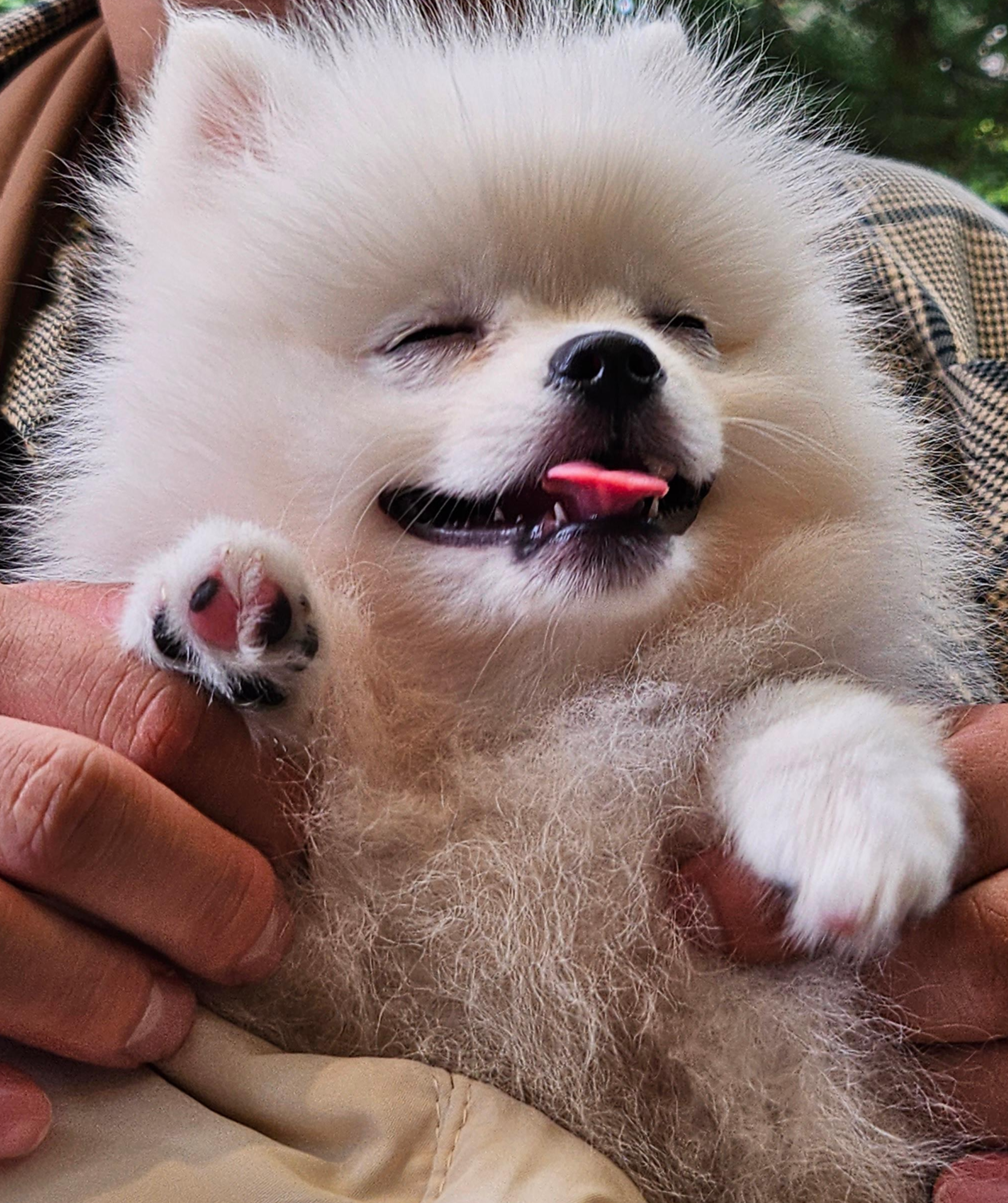 행복한 하콩