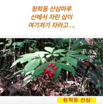 사노라면-청학동-산삼마루-지리산장금이