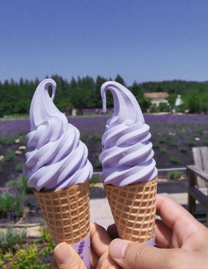 2024 고성 하늬라벤더팜 라벤더 농장 축제 입장료 개화 주차장