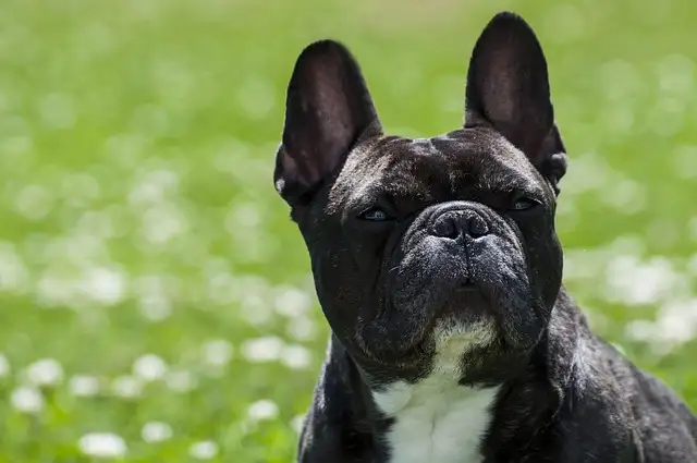 강아지 찾는 사이트 이용해서 우리 아이를 찾은 경험담