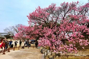 창덕궁 만첩홍매화 개화시기 명소_22