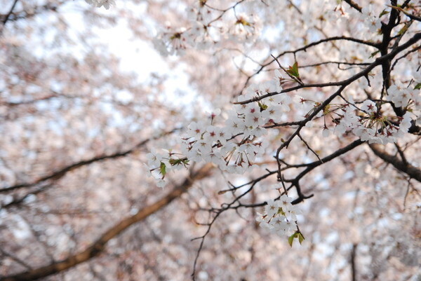 봄 나들이 벚꽃