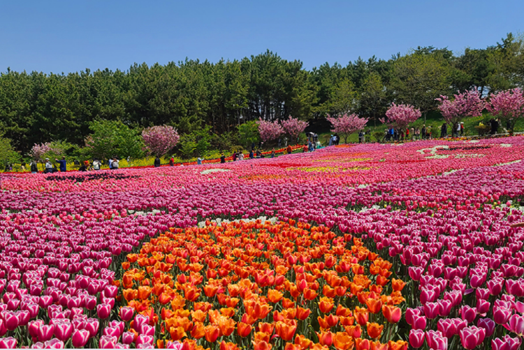 코리아플라워파크