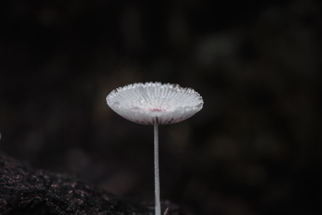 Identification