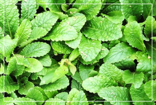 곰보배추 재배와 보관법