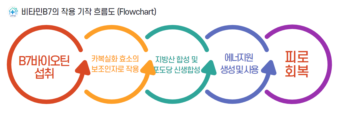 바이오틴은 카복실화 반응을 촉진하여 지방산 합성과 글루코네오제네시스(포도당 신생합성)에 중요한 역할을 합니다.