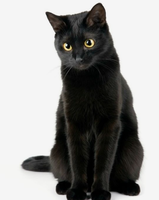 고양이 산책
