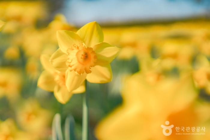2024 섬 수선화 축제 기본 일정과 소개
