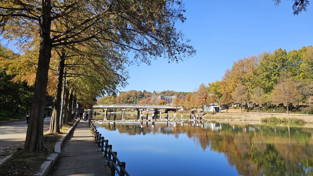 담양 관방제림 & 메타세쿼이어랜드 단풍 절정 실시간 후기 : 이번주 전라남도 가볼만한곳 추천