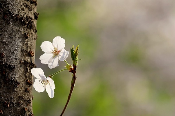 베이비시터 월급, 평균 시급과 합리적인 비용 책정 방법