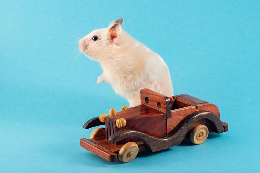 신증후군출혈열에 대한 모든 것