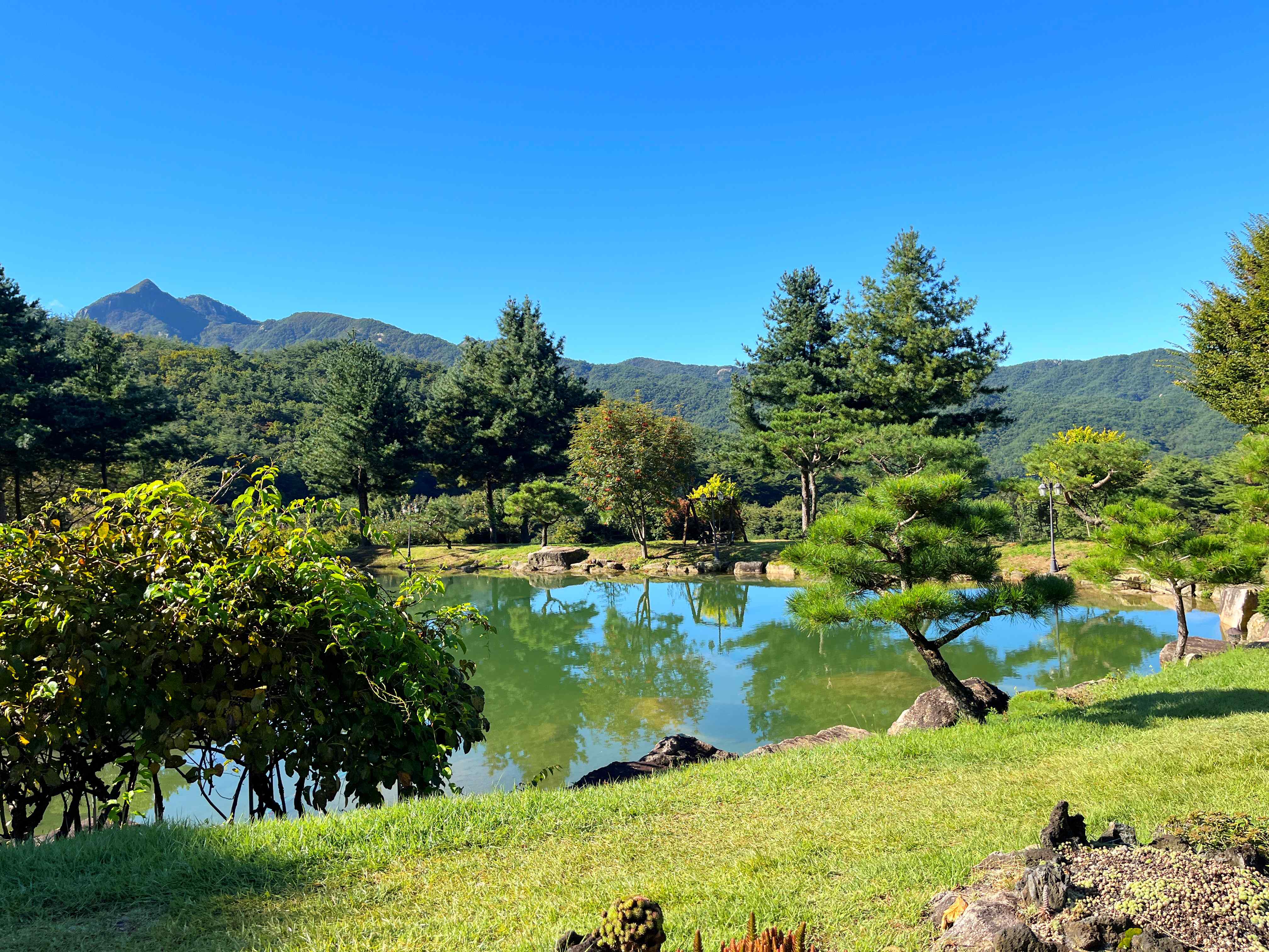 문경 문희농원 개미취