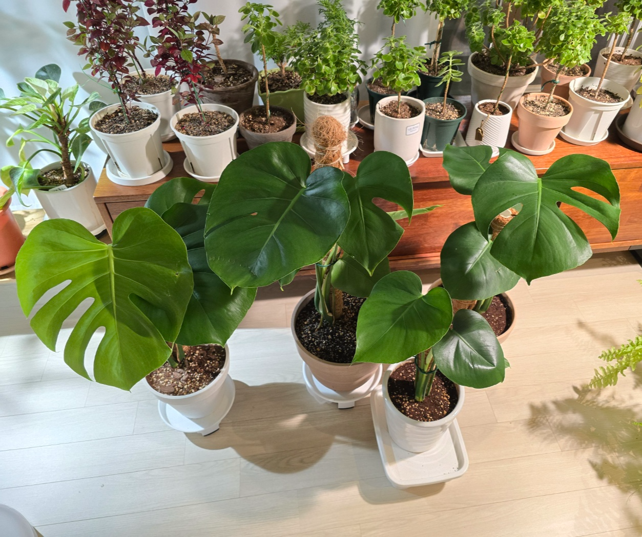 너무 건강한 잎들이에요.