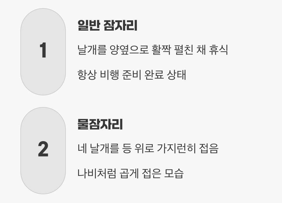 쉴 때 보면 알아요&amp;#44; 날개를 접는 법