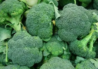 브로콜리니 재배 가지 분지 키우기 연속 수확 물 관리_11