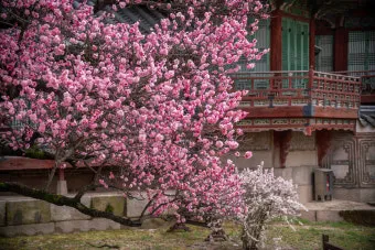 창덕궁 만첩홍매화 개화시기 명소_6