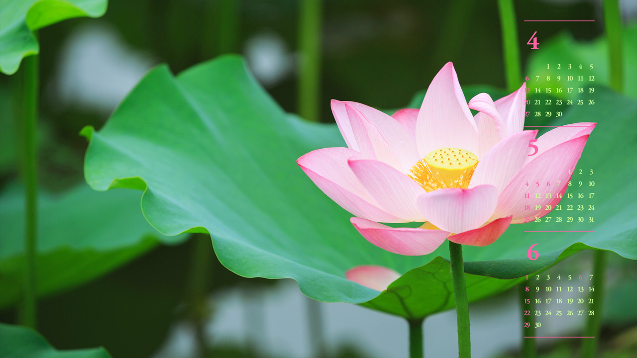 12 활짝 핀 연꽃 B - 2025년5월 노트북배경화면