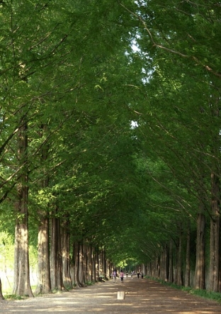 메타세쿼이아길