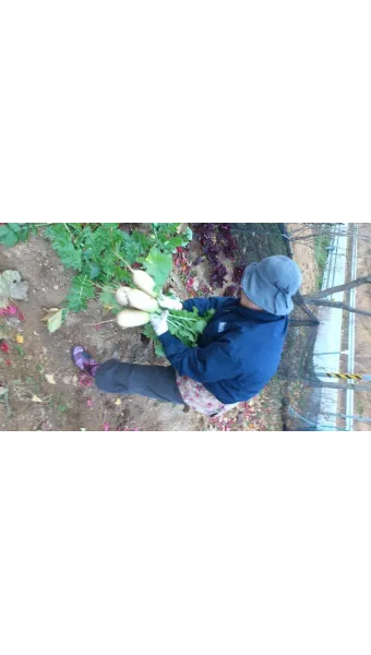 김장 적정 기온 절임 배추 보관 통풍 위치 점검_20