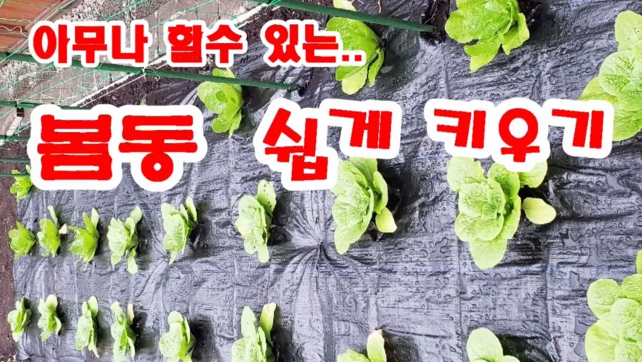 봄동 재배 파종시기 노지 월동 보온 피복 웃거름 타이밍_6