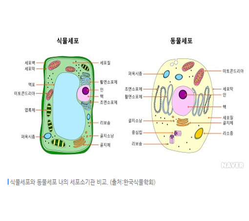 식물세포와 동물세포, 식물세포에만 존재하는 세포소기관, 세포 작동원리
