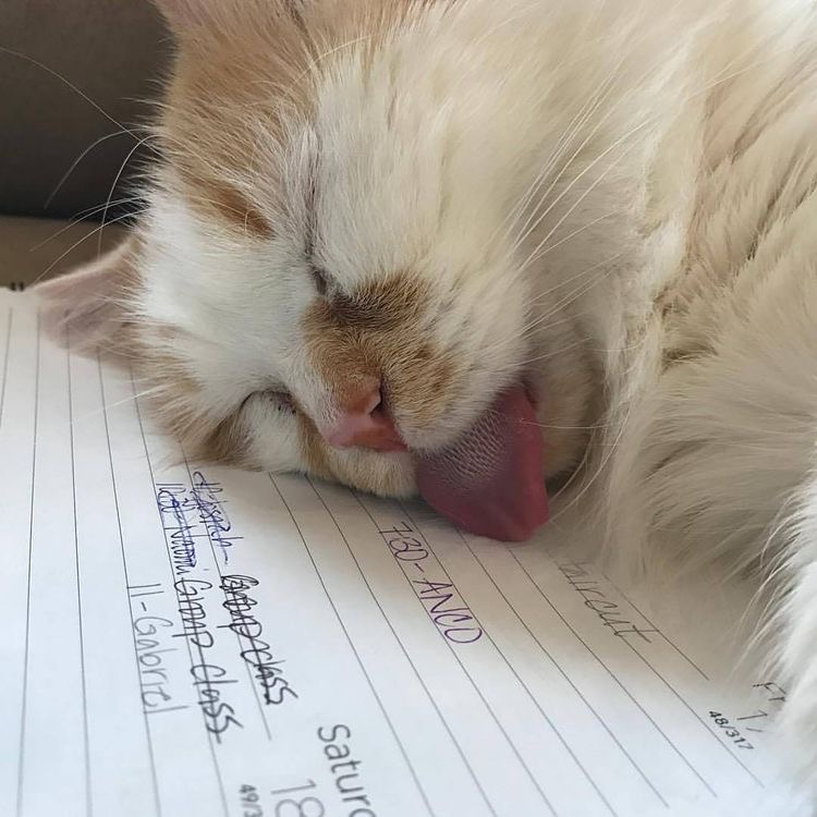 고양이-사진