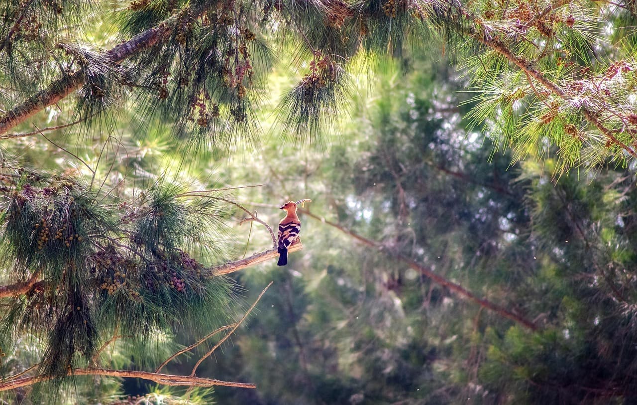 문화 속 후투티와 실제 생태의 차이