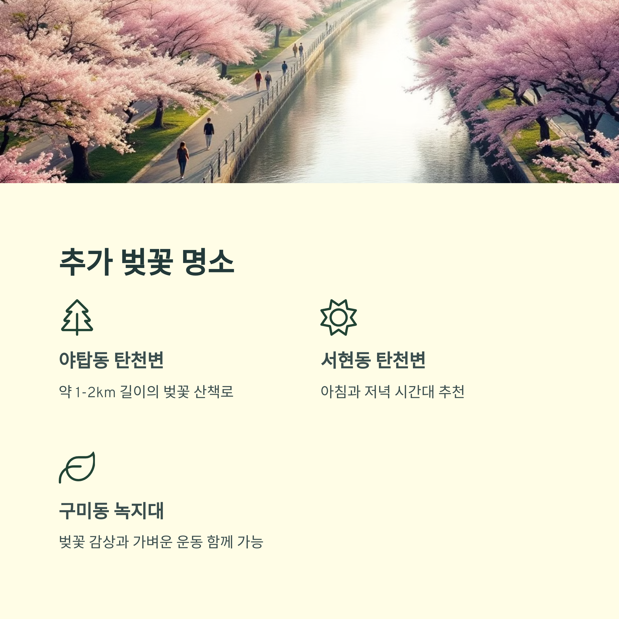 성남 분당의 봄, 벚꽃 명소 걷기 코스 완벽 추천!