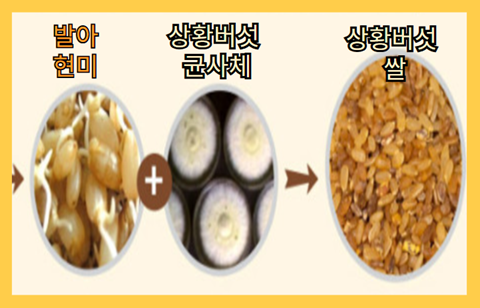 상황버섯 쌀 만드는 방법