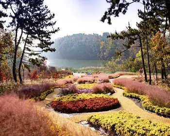 익산 천만송이 국화축제_4