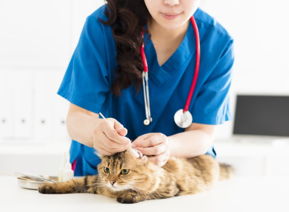 여자가 귀를 체크하고 있는 고양이.